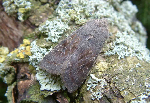 Clouded Drab (Orthosia incerta)
