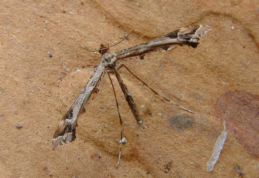 Beautiful Plume (Amblyptilia acanthadactyla)