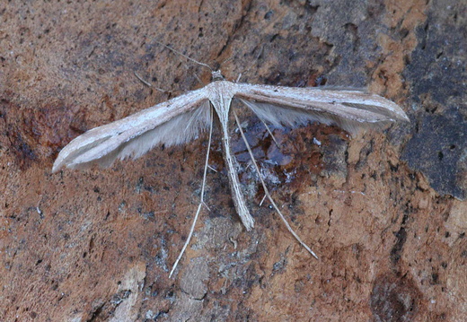 Common Plume (Emmelina monodactyla)
