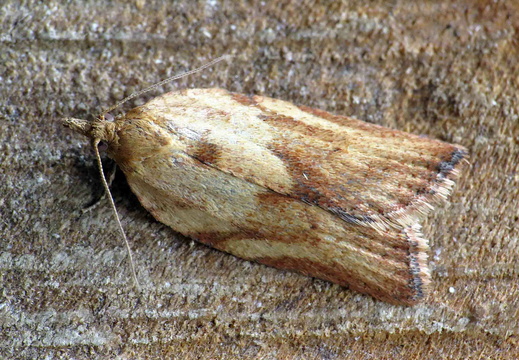 Light Brown Apple Moth (Epiphyas postvittana) female