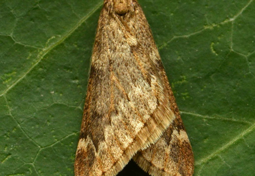 March Moth (Alsophila aescularia)