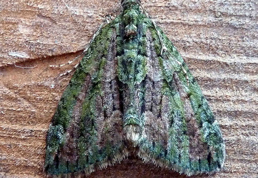 Red-green Carpet (Chloroclysta siterata)