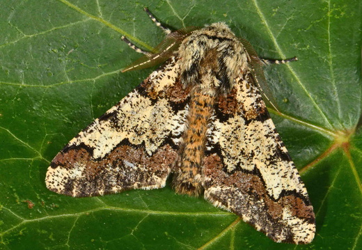Oak Beauty (Biston strataria)