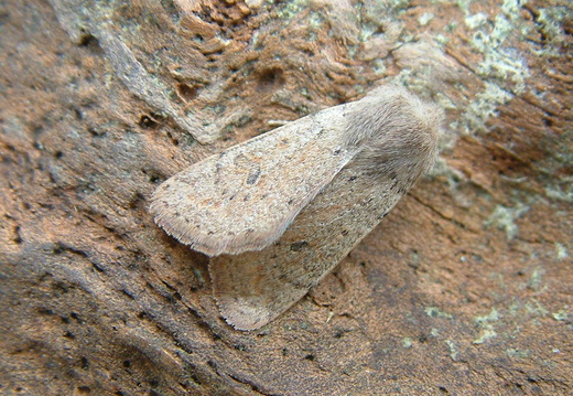 Small Quaker (Orthosia cruda) (1113)