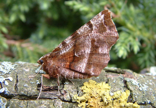 Early Thorn (Selenia dentaria)