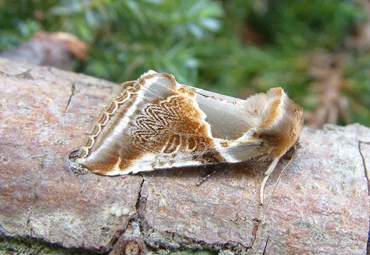 Buff Arches (Habrosyne pyritoides)