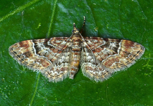 Double-striped Pug (Gymnoscelis rufifasciata)