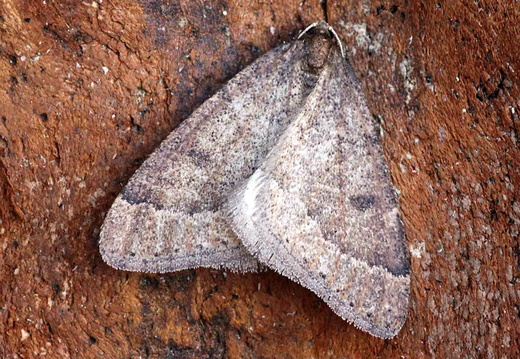 Early Moth (Theria primaria)