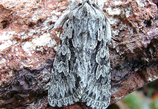 Early Grey (Xylocampa areola)