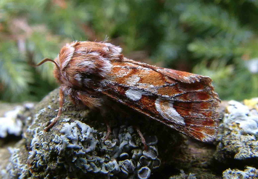Pine Beauty (Panolis flammea)