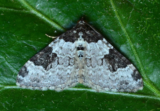 Garden Carpet (Xanthorhoe fluctuata)