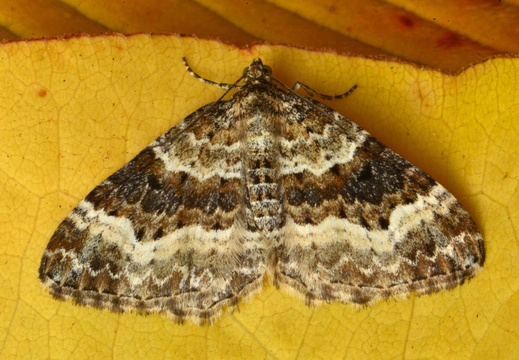 Common Carpet (Epirrhoe alternata)