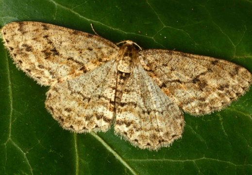 Engrailed (Ectropis crepuscularia)