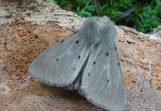 Muslin Moth (Diaphora mendica)