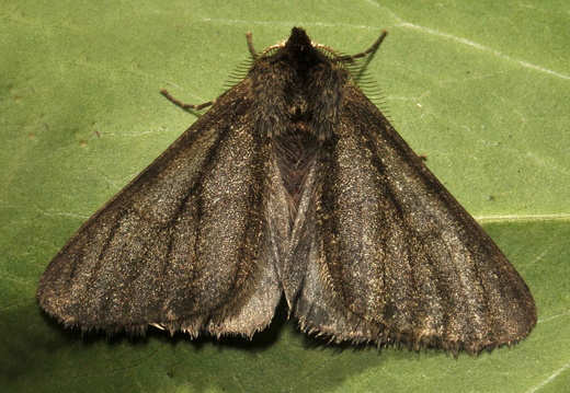 Pale Brindled Beauty (Phigalia pilosaria) (1128)