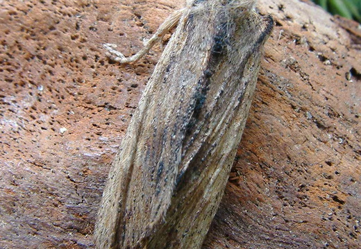 Tawny Pinion (Lithophane semibrunnea)