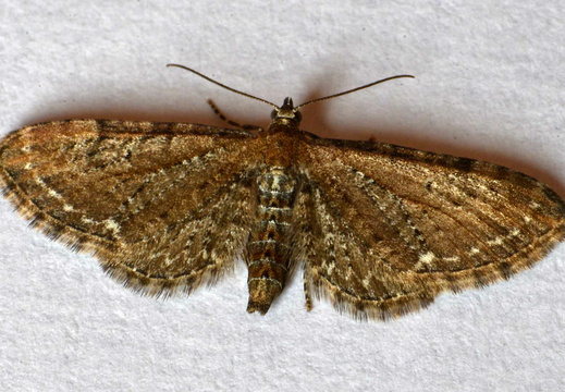 Common Pug (Eupithecia vulgata)