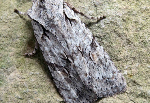 Grey Shoulder-knot (Lithophane ornitopus)