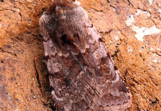 Red Chestnut (Cerastis rubricosa)