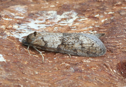 Winter Shade (Tortricodes alternella)