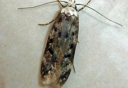 White-shouldered House-moth (Endrosis sarcitrella)