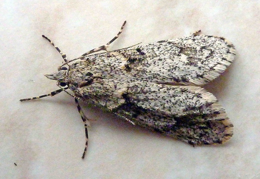 March Tubic (Diurnea fagella) (1137)