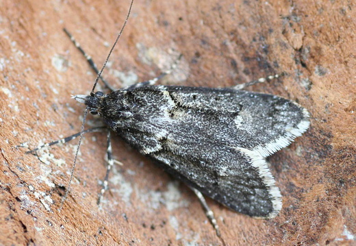 March Tubic (Diurnea fagella) (1138)