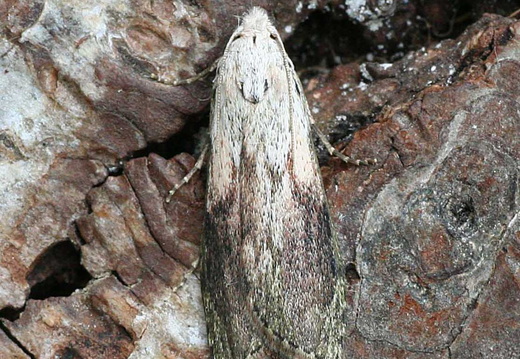 Bee Moth (Aphomia sociella) male
