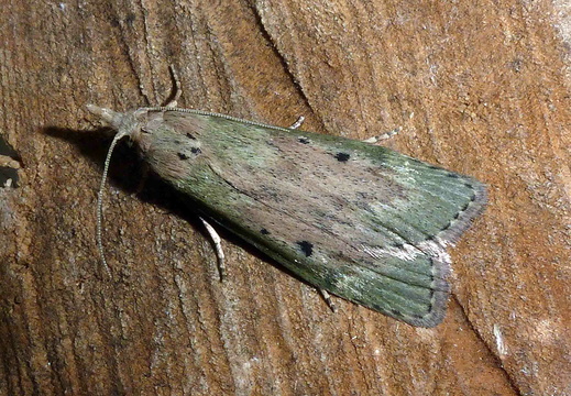 Bee Moth (Aphomia sociella) female