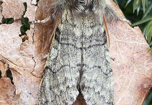 Yellow Horned (Achlya flavicornis)