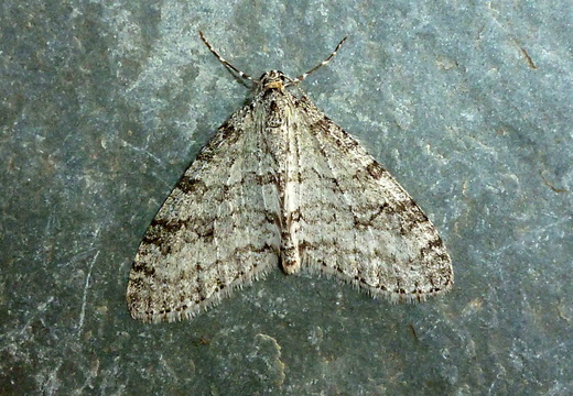 Early Tooth-striped (Trichopteryx carpinata)