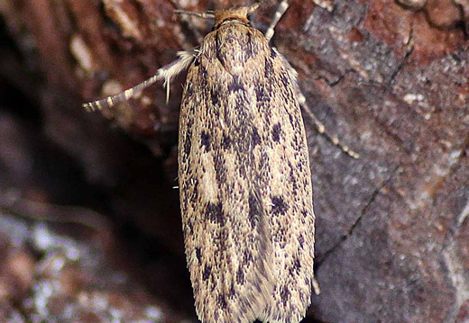 Brown House-moth (Hofmannophila pseudospretella)