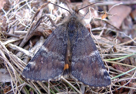 Orange Underwing (Archiearis parthenias)
