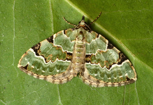 Green Carpet (Colostygia pectinataria)