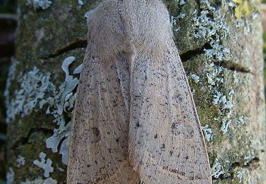 Powdered Quaker (Orthosia gracilis)