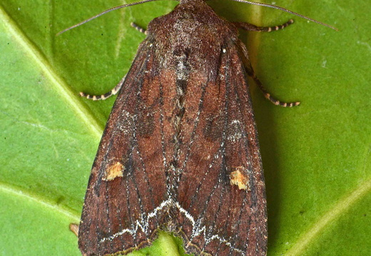 Bright-line Brown-eye (Lacanobia oleracea)