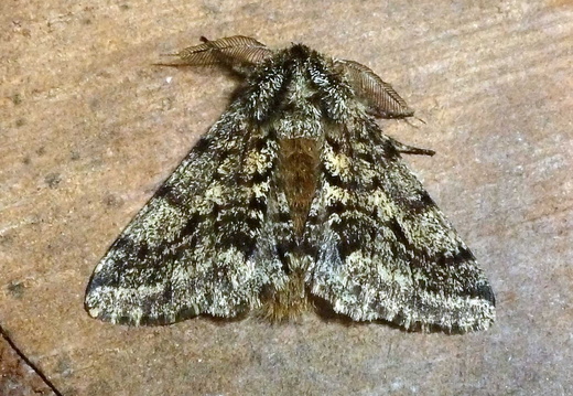 Brindled Beauty (Lycia hirtaria)