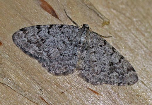 Grey Birch (Aethalura punctulata)