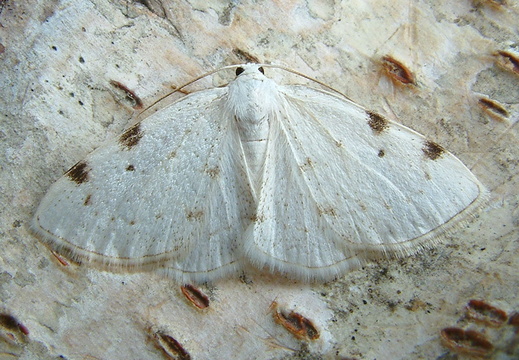 White-pinion Spotted (Lomographa bimaculata)