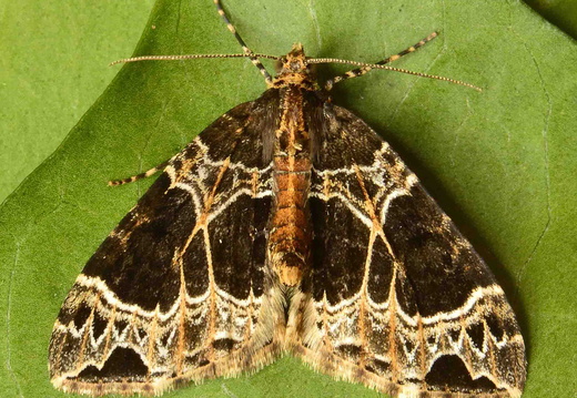 Small Phoenix (Ecliptopera silaceata)