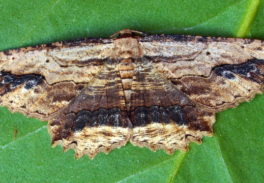 Waved Umber (Menophra abruptaria)