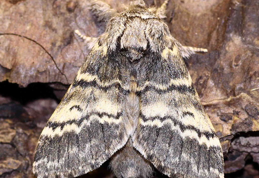 Lunar Marbled Brown (Drymonia ruficornis)