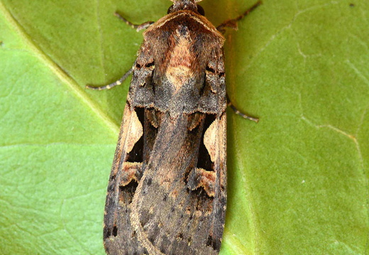 Setaceous Hebrew Character (Xestia c-nigrum)