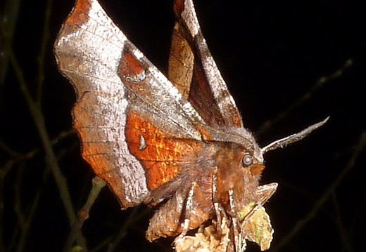 Purple Thorn (Selenia tetralunaria)