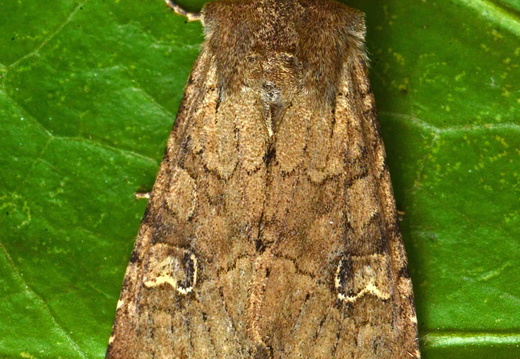 Rustic Shoulder-knot (Apamea sordens)