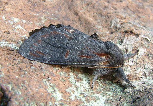 Iron Prominent (Notodonta dromedarius)