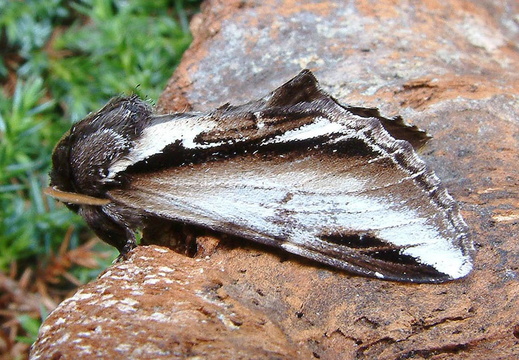Lesser Swallow Prominent (Pheosia gnoma)