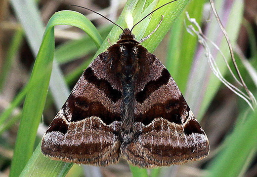 Burnet Companion (Euclidia glyphica)
