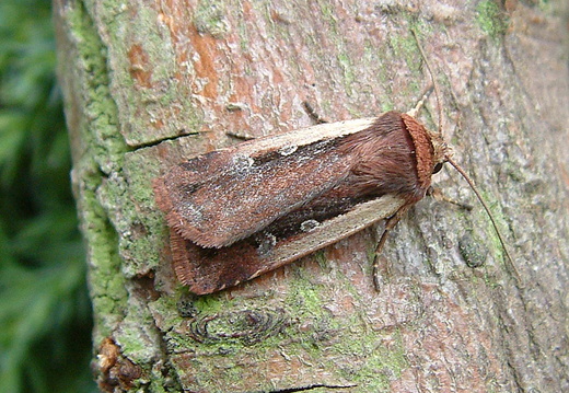 Flame Shoulder (Ochropleura plecta)