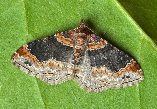 Dark-barred Twin-spot Carpet (Xanthorhoe ferrugata)